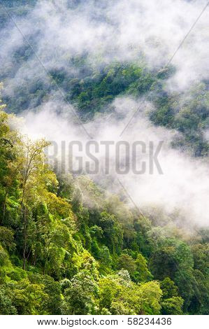 forest