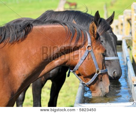 Cavallo
