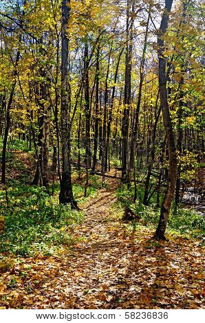 Autumn Forest With A Footpath
