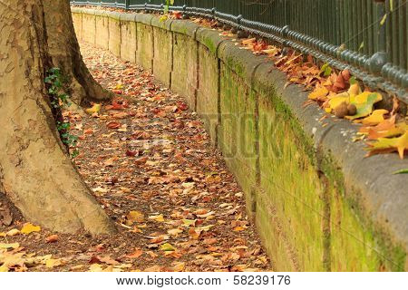 planted with trees and leaves avenue