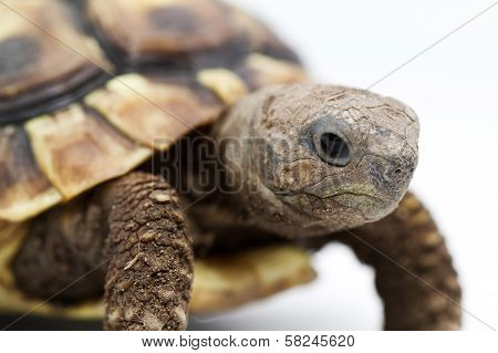 Young Turtle On A White Background