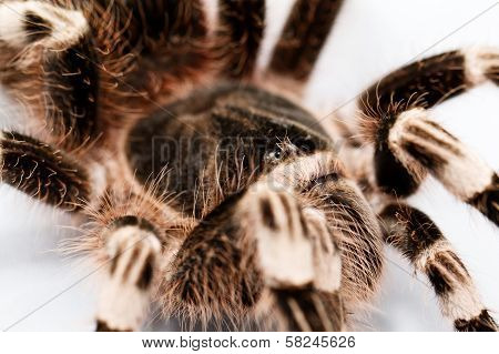 Beautiful Spider