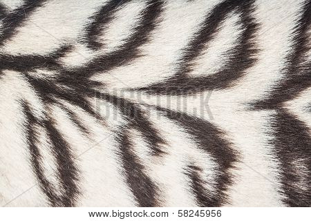 White Tiger Background