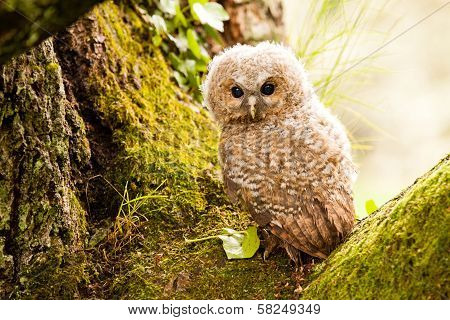 Tawny Owl