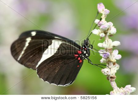 ผีเสื้อ Atthis Heliconius