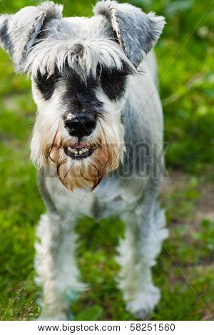 Schnauzer Peggy