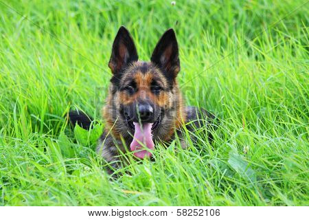 Shepherd Ambra