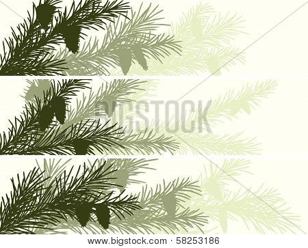 Horizontal Banner Of Spruce Branch.