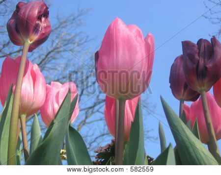 LovelyTulips 