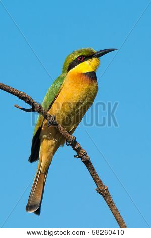 Little Bee-eater (merops Pusillus)