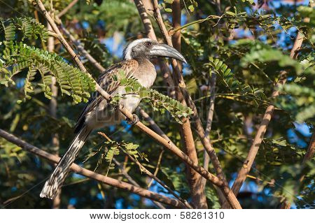 Male African Grey Hornbill (tockus, Nasutus)