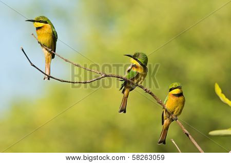Three Little Bee-eaters (merops Pusillus) On A Branch
