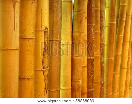 cane