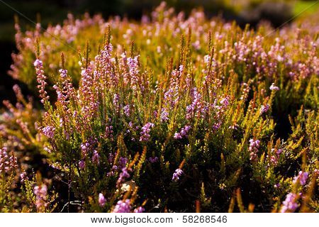 Heather
