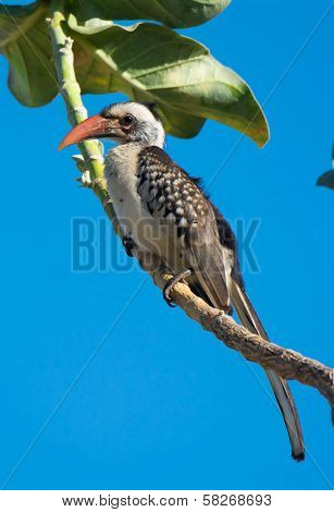 Young Western Red-billed Hornbill