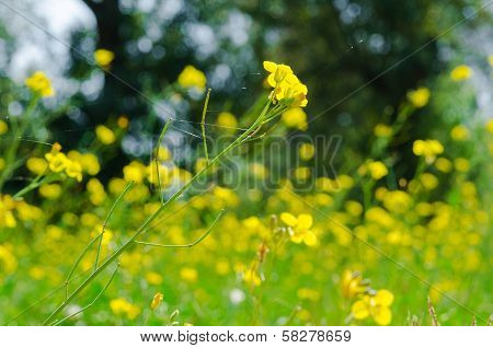 Meadow Of Yellow Flowers With Gossamer