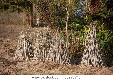 Sprout Of Cassava.