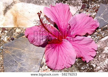Pale Pink Hibiscus Flower On Crazy Paving