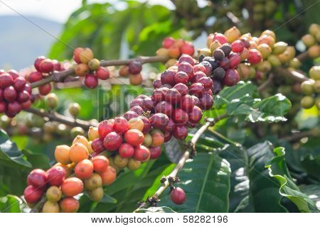 Green coffee beans