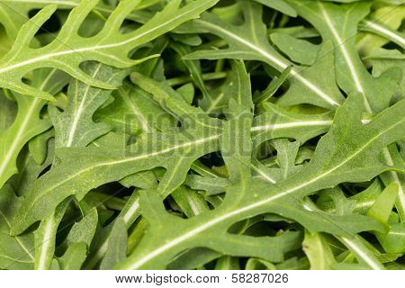 Close-up On The Heap Of Rucola