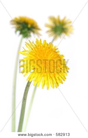 蒲公英 （蒲公英研究)