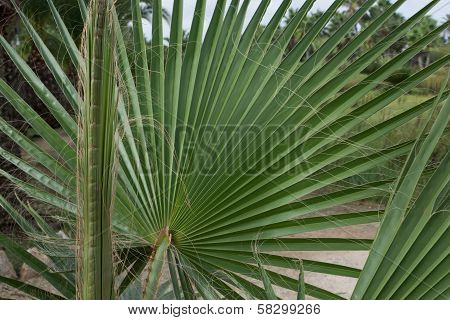 Leaves Of Fan Palm Or Palmito