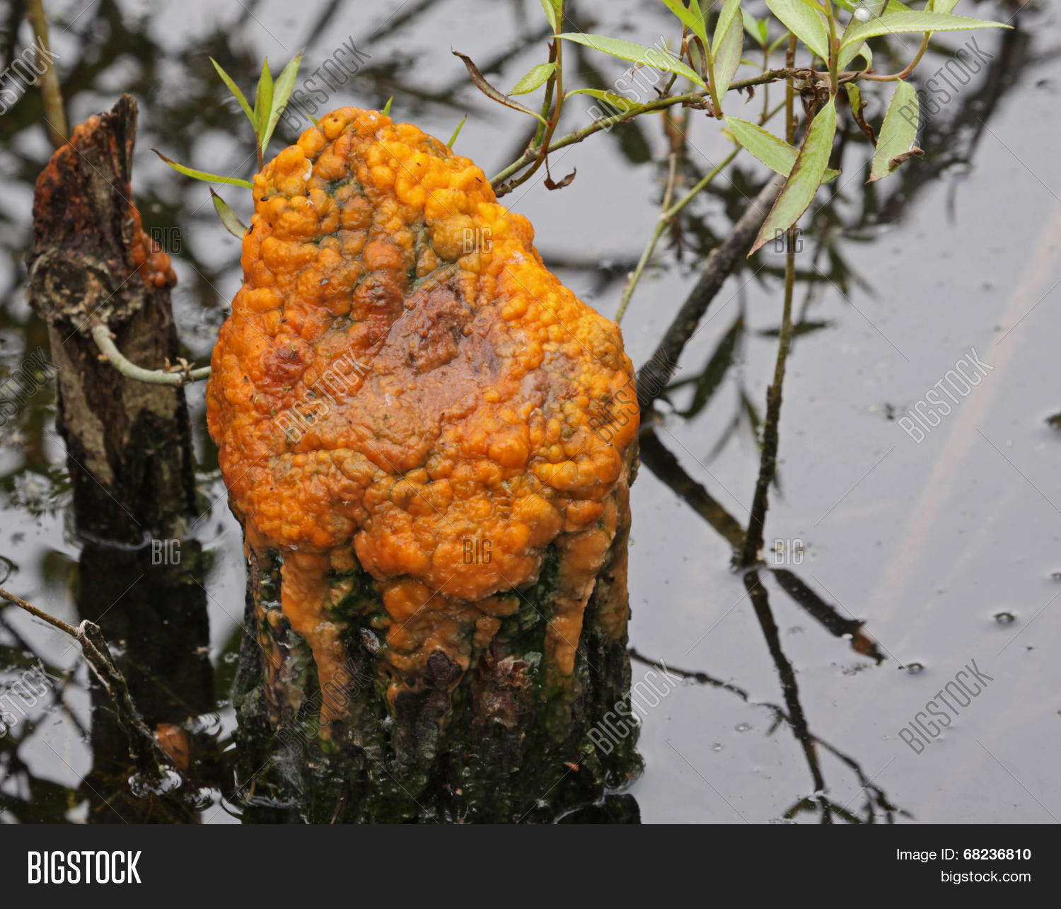 слаймы оранжевые. слайм оранжевого цвета. оранжевые выделения из носа. жидкий стул оранжевого цвета. оранжевая сопля.