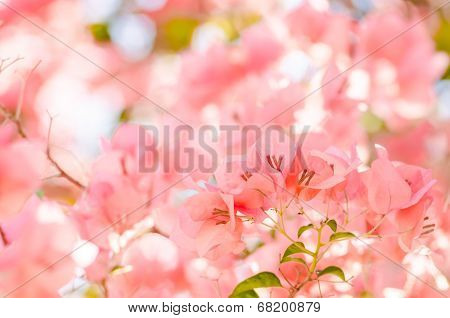 Paper Flowers Or Bougainvillea
