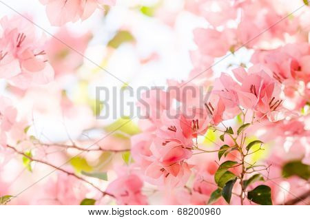 Paper Flowers Or Bougainvillea