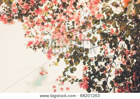 Paper Flowers Or Bougainvillea Vintage