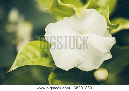 White Flower Vintage