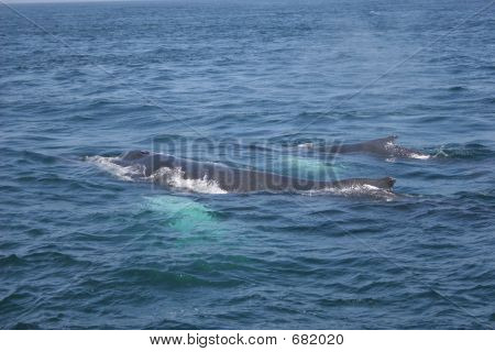 クジラ