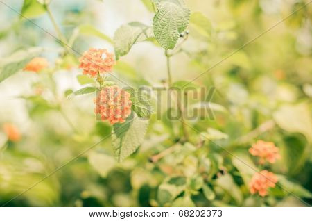 Lantana Or Wild Sage Or Cloth Of Gold Vintage