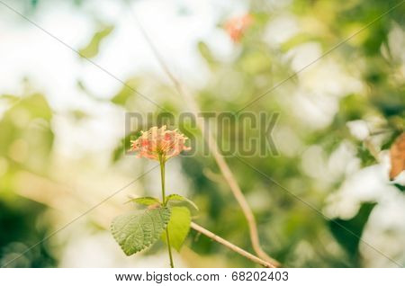 Lantana Or Wild Sage Or Cloth Of Gold Vintage