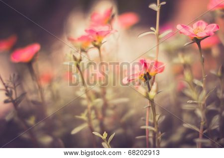 Common Purslane Or Verdolaga Or Pigweed Or Little Hogweed Or Pusley Vintage