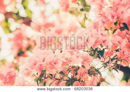Paper Flowers Or Bougainvillea Vintage
