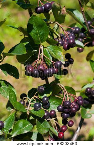 Aronia