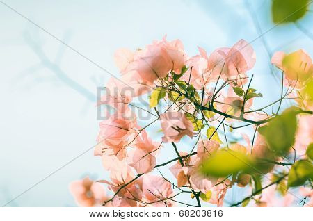 Paper Flowers Or Bougainvillea Vintage