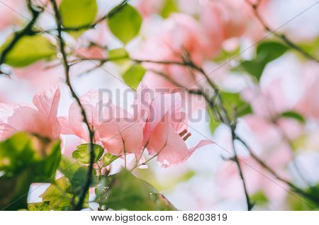 Paper Flowers Or Bougainvillea Vintage