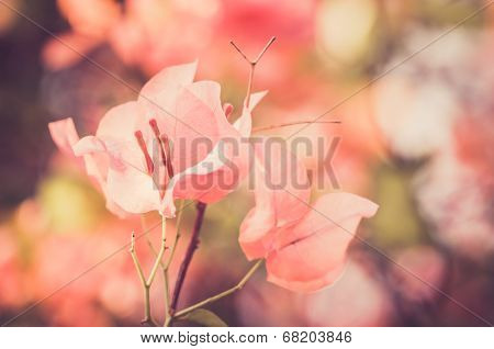 Paper Flowers Or Bougainvillea Vintage