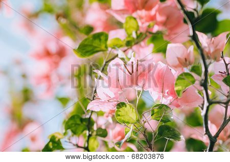 Paper Flowers Or Bougainvillea Vintage