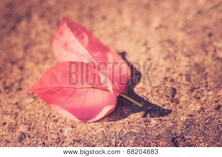 Paper Flowers Or Bougainvillea Vintage