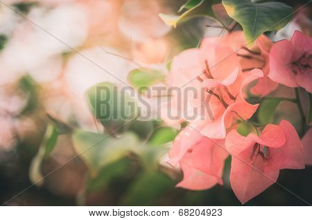 Paper Flowers Or Bougainvillea Vintage