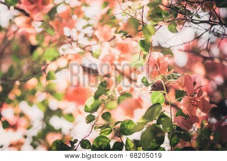 Paper Flowers Or Bougainvillea Vintage