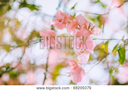 Paper Flowers Or Bougainvillea Vintage