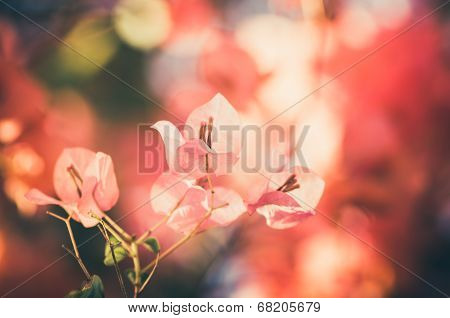 Paper Flowers Or Bougainvillea Vintage