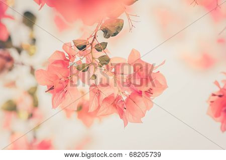Paper Flowers Or Bougainvillea Vintage