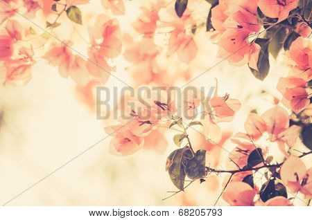 Paper Flowers Or Bougainvillea Vintage