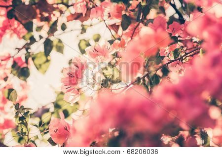 Paper Flowers Or Bougainvillea Vintage
