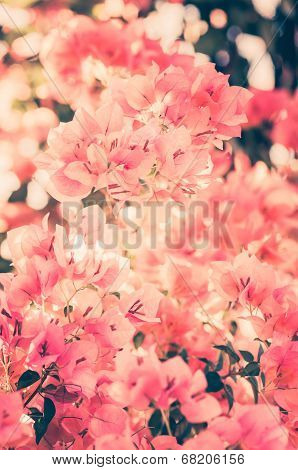 Paper Flowers Or Bougainvillea Vintage